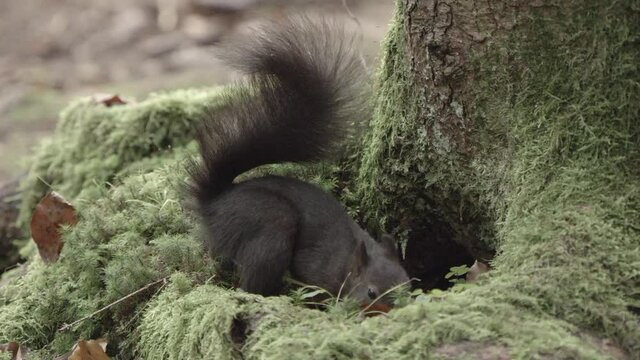 european squirrel in German forest