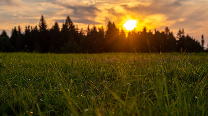 Promienie słońca przedzierające się przez gałęzie drzew.   © Radek