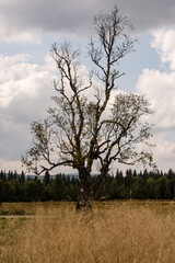 Złociste, letnie popołudnie w Górach Izerskich
