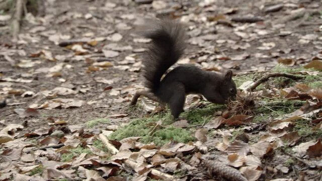 european squirrel in German forest