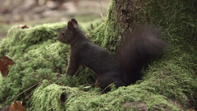 european squirrel in German forest