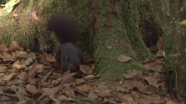 european squirrel in German forest