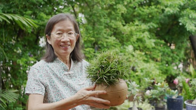 senior asian smiling woman holding pot plant in hands in garden 