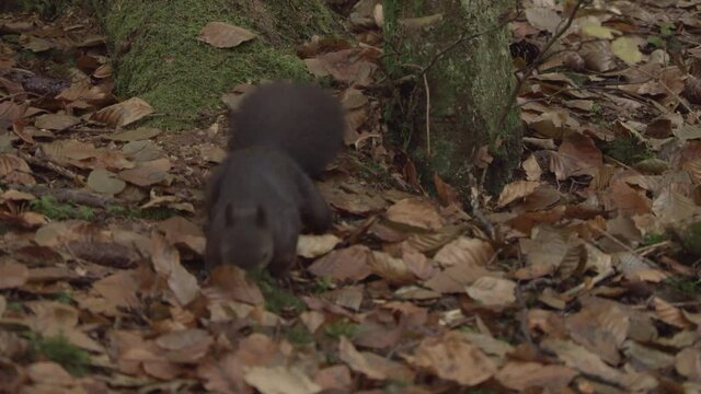 european squirrel in German forest