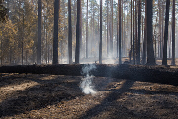 Obraz premium A burnt tree lies on the ground. The ground smokes after a forest fire. Burnt tree trunks in the background. selective focus on smoke.