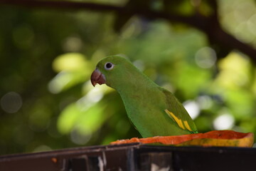 periquito-de-encontro-amarelo