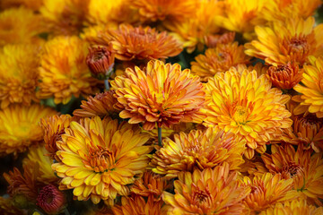 Orange and Yellow garden of mums