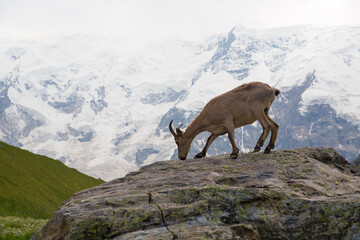 A mountain goat stands on a large stone. Mountains covered with snow in the background.