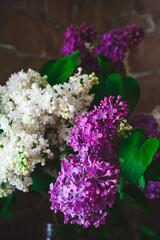 bouquet of purple and white lilacs with water drops close up