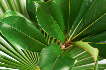Close Up detail green magnolia leaf pattern and texture, plants background