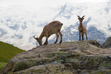Obraz premium Two mountain goats are standing on a large stone. Mountains covered with snow in the background.