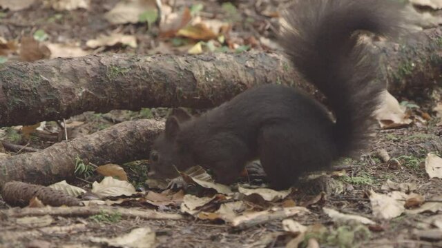 european squirrel in German forest