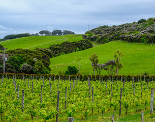 Fototapeta na wymiar Hilly Vineyards on Waiheke Island New Zealand