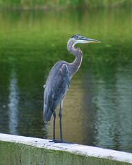 beautiful grey heron by the pond