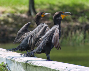 two anhinga birds sunning themselves