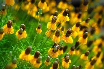 Large field of cone flowers, echinacea,  reaching for the sun.