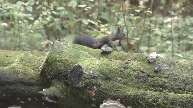 european squirrel in German forest