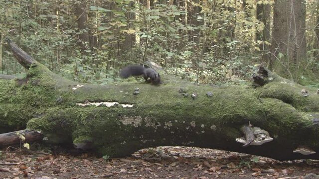 european squirrel in German forest
