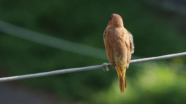 scaly breasted munia