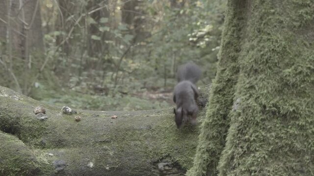 european squirrel in German forest