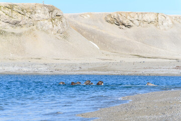 Walrus family lying on the shore. Arctic landscape.