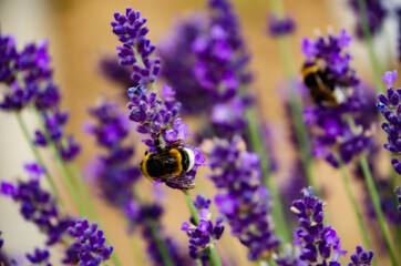 Bumblebees on lavender