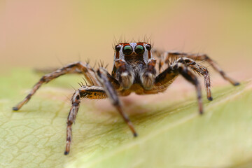 macro image of jumping spider. macro mode close up shot animal and insect.