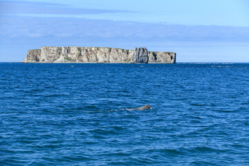 Fototapeta na wymiar Group of walrus resting on the shore of Arctic sea.
