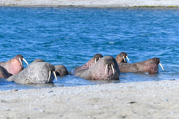 Walrus family lying on the shore. Arctic landscape.