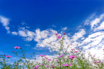 Obraz na płótnie Canvas コピースペースのある青空と白い雲を背景にした、下から見上げたコスモスの花。背景,素材,自然,環境,初秋,晩夏イメージ