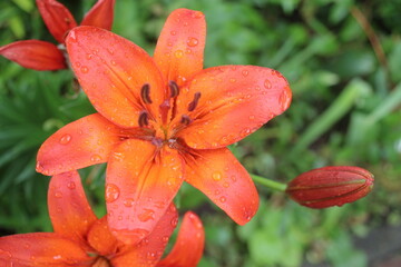 Lilium Lilia