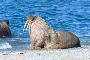Group of walrus in water, close up. Arctic marine mammal.