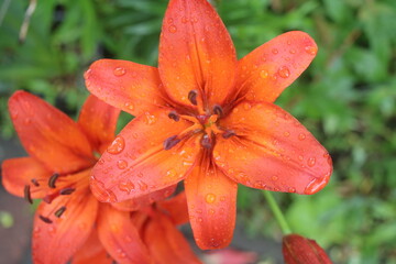 Lilium Lilia © Perovskia