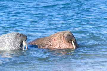 Group of walrus in water, close up. Arctic marine mammal.