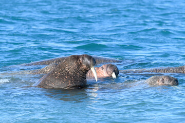 Fototapeta premium Group of walrus in water, close up. Arctic marine mammal.