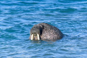 Naklejka premium Group of walrus in water, close up. Arctic marine mammal.