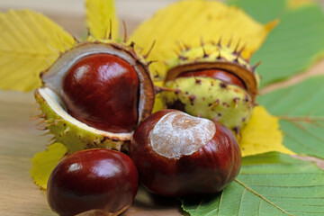 Rosskastanien, Aesculus hippocastanum, in einer Nahaufnahme