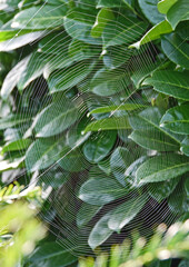 Close up of a spider web in a bush