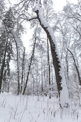 Snowfall in the forest, cold winter weather scene, snow covered trees and plants landscape.