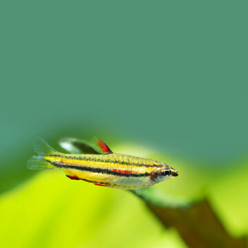 Bright aquarium fish Dwarf Pencilfish Nannostomus marginatus. Macro view, selective focus. copy space green background