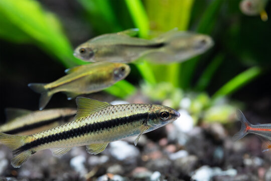 Freshwater aquarium tank with tropical fish Crossocheilus siamensis Sae algae eater fish, close-up photo, selective focus