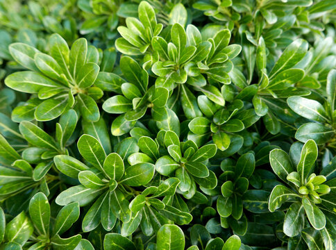 macro di siepe brillante di pitosforo al sole