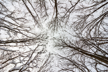 Obraz premium tree branchest with snow in the winter forest bottom view