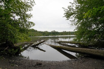 Tree trunks in waters of lake called Katzensse in canton Zurich, Switzerland. Trees are partly immersed in water. 