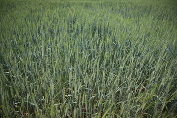 Isolated wheats in field