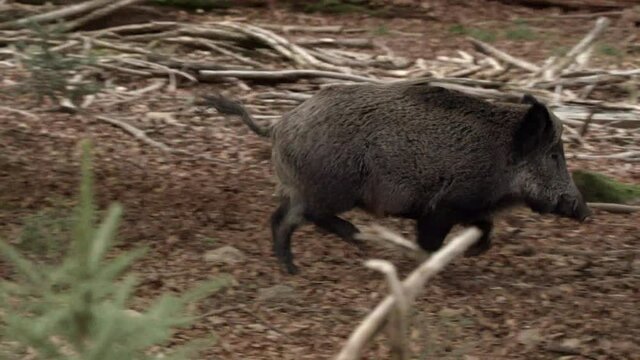 wild boar in German forest