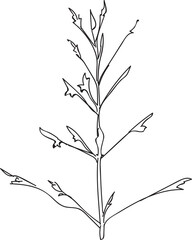 Drawing of Love grass line art