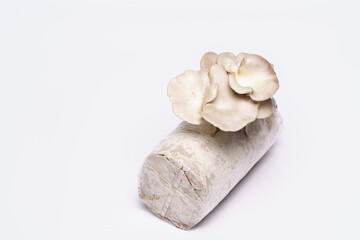 Oyster mushroom grow from cultivation isolated over white background