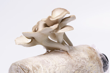Oyster mushroom grow from cultivation isolated over white background. Selective focus