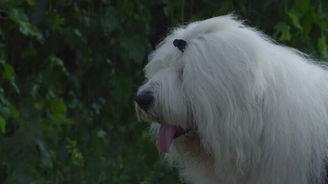 White Old English Sheepdog standing. Portrait